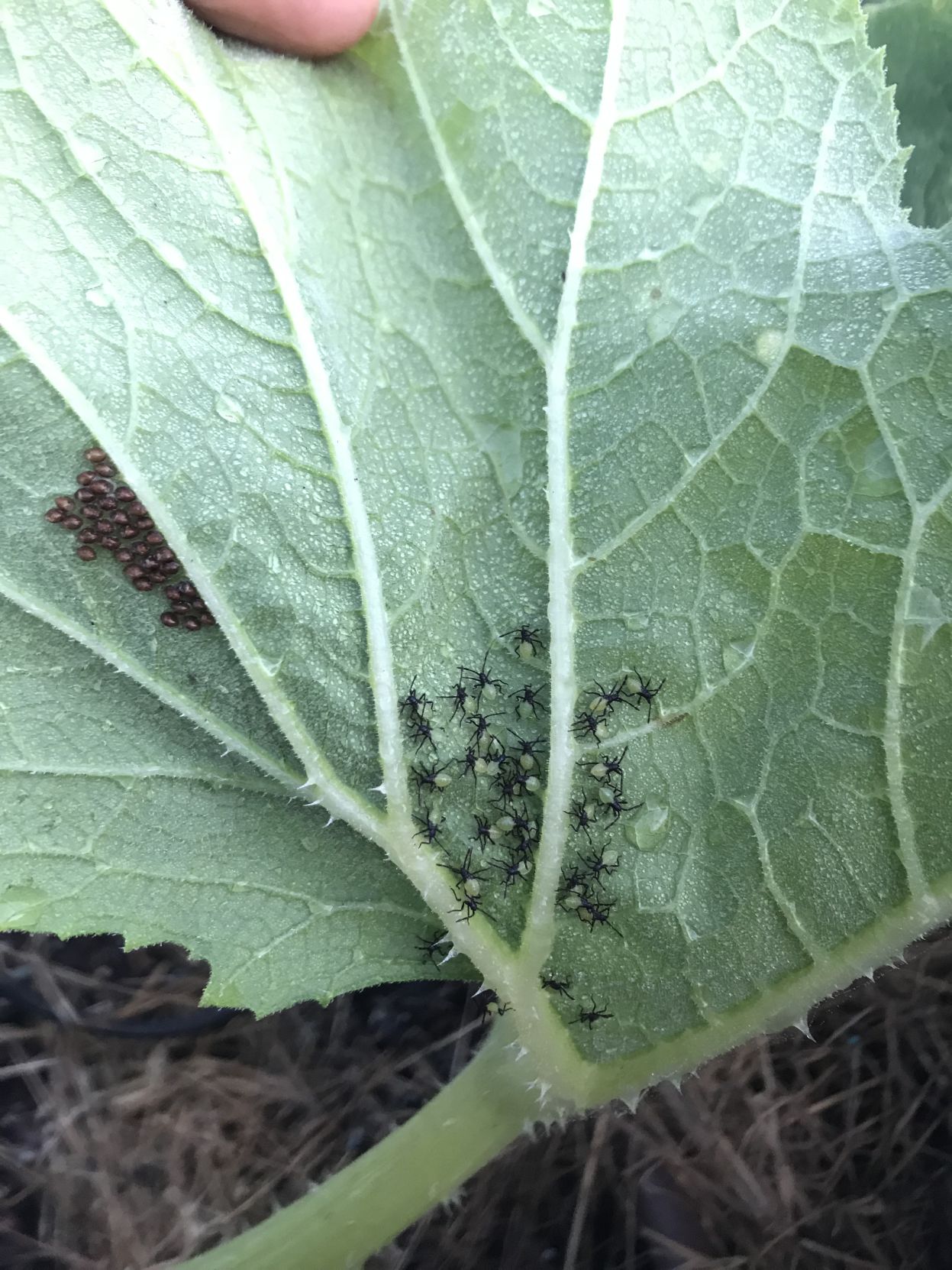 Squash bug nymphs